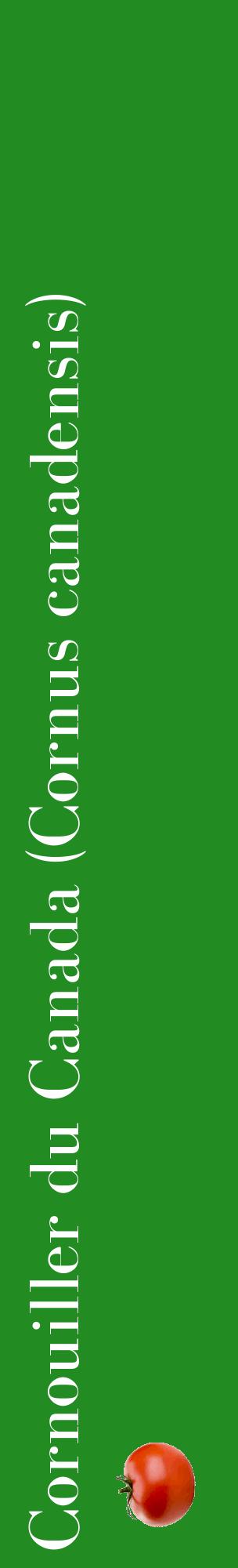 Étiquette de : Cornus canadensis - format c - style blanche10_basiquebod avec comestibilité simplifiée
