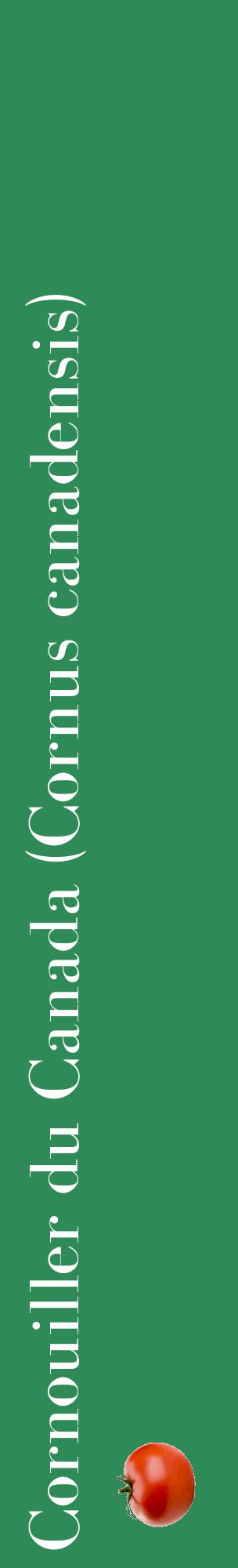 Étiquette de : Cornus canadensis - format c - style blanche11_basiquebod avec comestibilité simplifiée