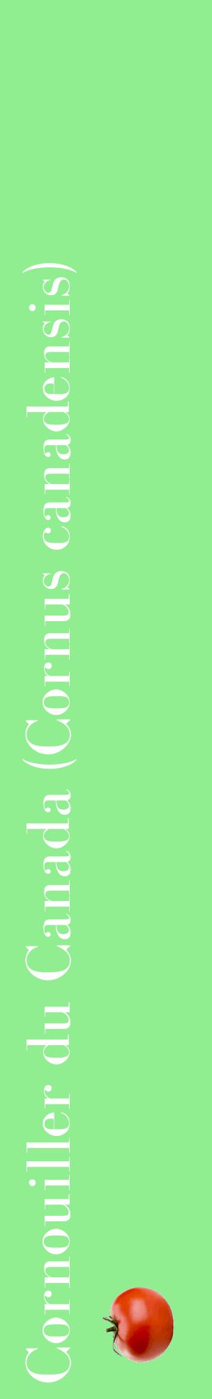 Étiquette de : Cornus canadensis - format c - style blanche15_basiquebod avec comestibilité simplifiée