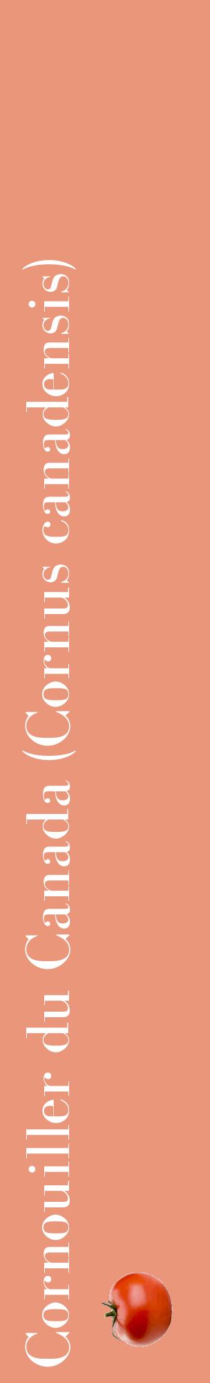 Étiquette de : Cornus canadensis - format c - style blanche37_basiquebod avec comestibilité simplifiée