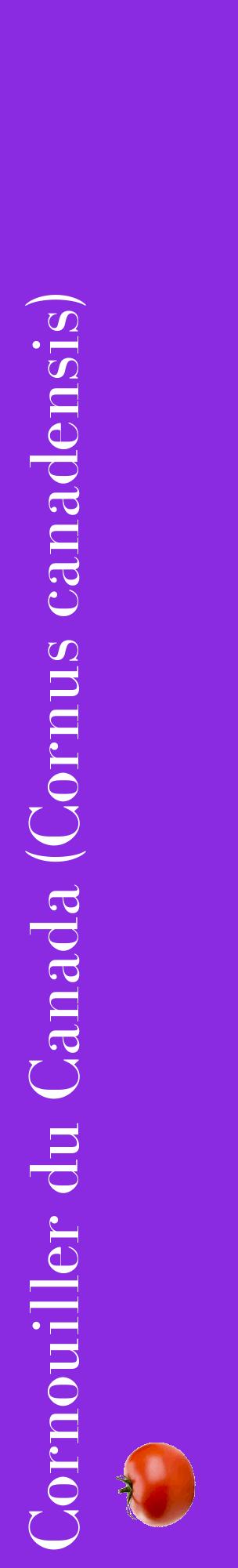 Étiquette de : Cornus canadensis - format c - style blanche49_basiquebod avec comestibilité simplifiée