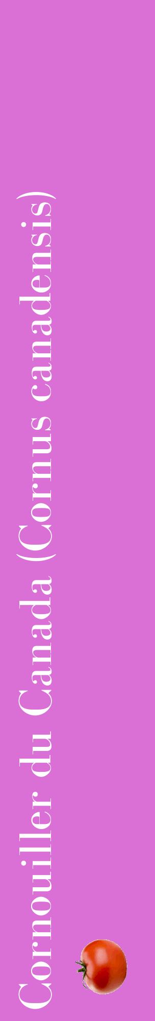 Étiquette de : Cornus canadensis - format c - style blanche52_basiquebod avec comestibilité simplifiée