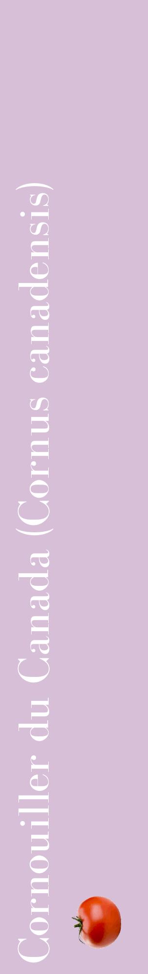 Étiquette de : Cornus canadensis - format c - style blanche54_basiquebod avec comestibilité simplifiée