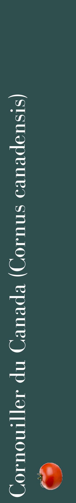 Étiquette de : Cornus canadensis - format c - style blanche58_basiquebod avec comestibilité simplifiée