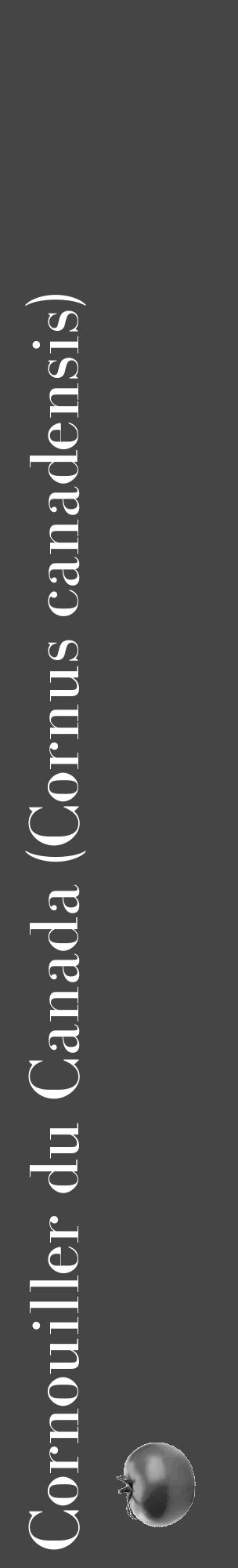 Étiquette de : Cornus canadensis - format c - style blanche58_basique_basiquebod avec comestibilité simplifiée - position verticale