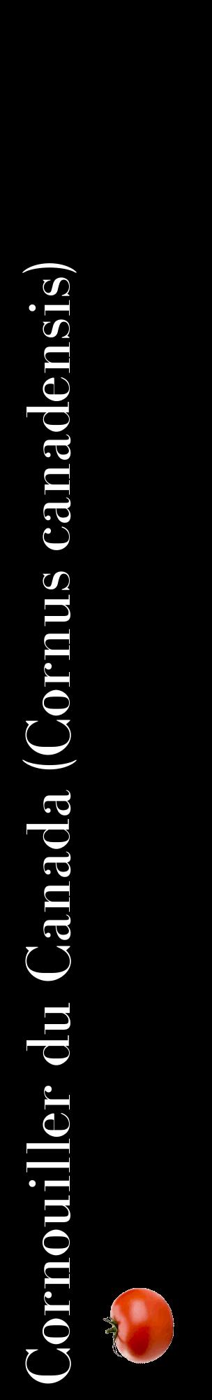Étiquette de : Cornus canadensis - format c - style blanche59_basiquebod avec comestibilité simplifiée