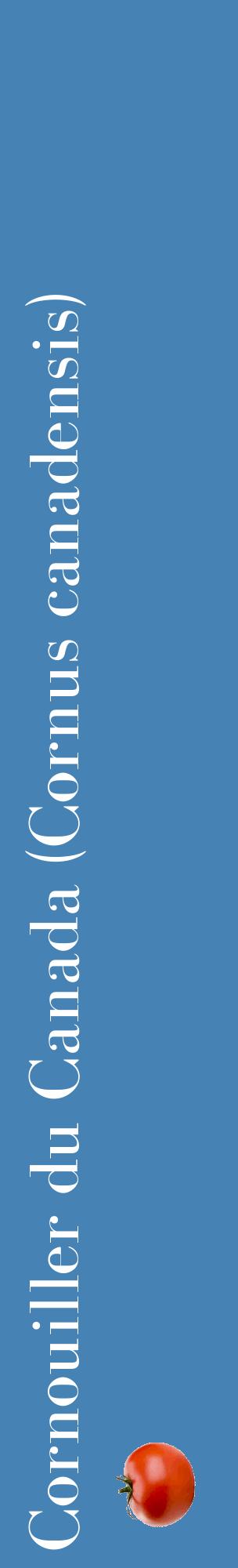 Étiquette de : Cornus canadensis - format c - style blanche5_basiquebod avec comestibilité simplifiée