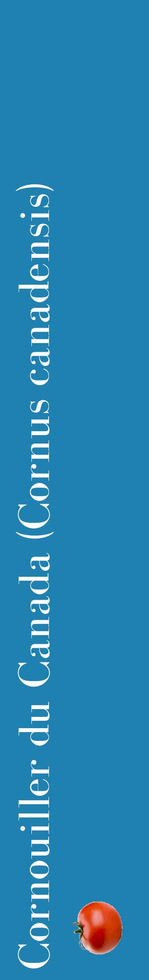 Étiquette de : Cornus canadensis - format c - style blanche6_basiquebod avec comestibilité simplifiée