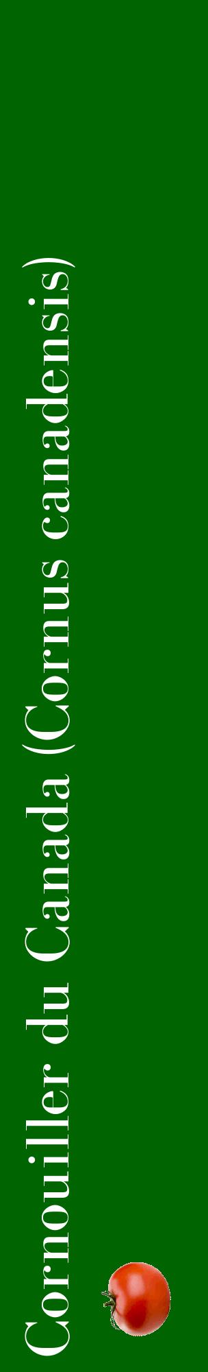 Étiquette de : Cornus canadensis - format c - style blanche8_basiquebod avec comestibilité simplifiée