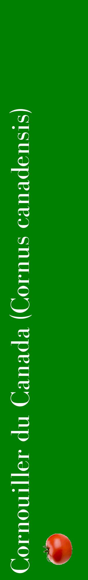 Étiquette de : Cornus canadensis - format c - style blanche9_basiquebod avec comestibilité simplifiée