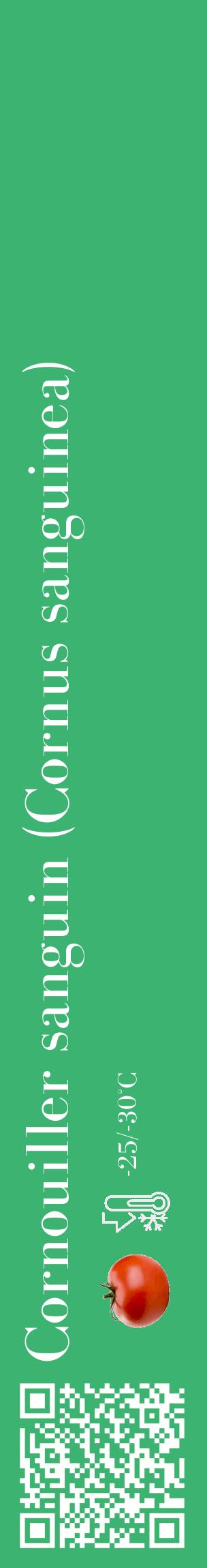 Étiquette de : Cornus sanguinea - format c - style blanche12_basique_basiquebod avec qrcode et comestibilité simplifiée - position verticale