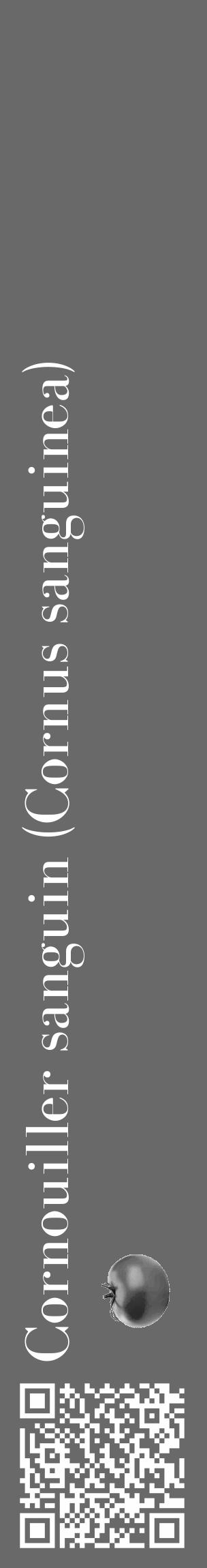 Étiquette de : Cornus sanguinea - format c - style blanche11_basique_basiquebod avec qrcode et comestibilité simplifiée - position verticale