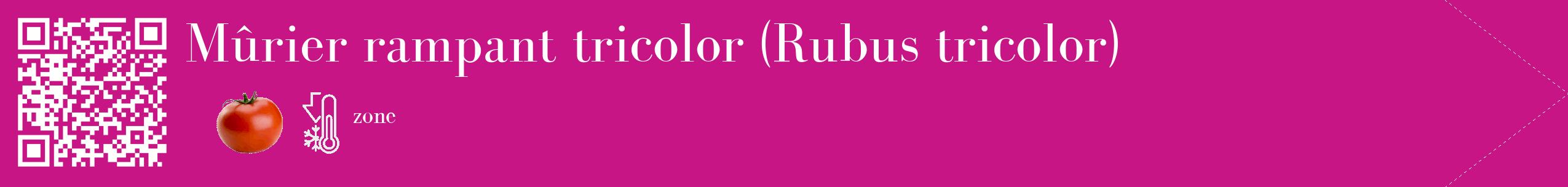 Étiquette de : Rubus tricolor - format c - style blanche45_simple_simplebod avec qrcode et comestibilité simplifiée