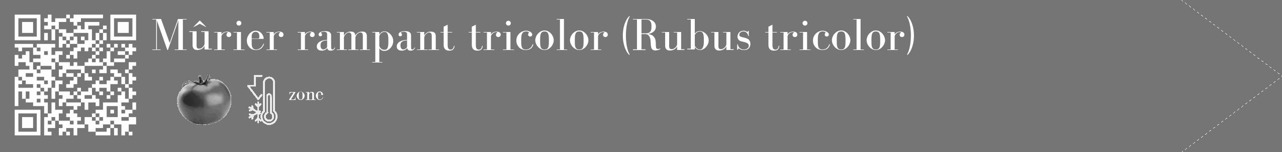 Étiquette de : Rubus tricolor - format c - style blanche5_simple_simplebod avec qrcode et comestibilité simplifiée