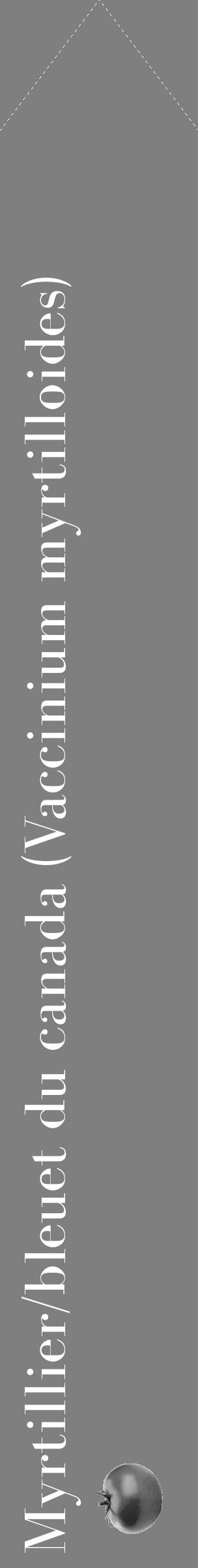 Étiquette de : Vaccinium myrtilloides - format c - style blanche31_simple_simplebod avec comestibilité simplifiée - position verticale