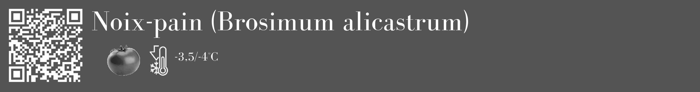 Étiquette de : Brosimum alicastrum - format c - style blanche30_basique_basiquebod avec qrcode et comestibilité simplifiée