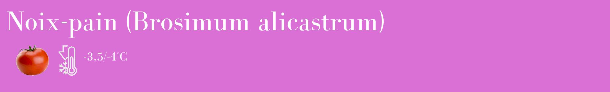 Étiquette de : Brosimum alicastrum - format c - style blanche52_basique_basiquebod avec comestibilité simplifiée