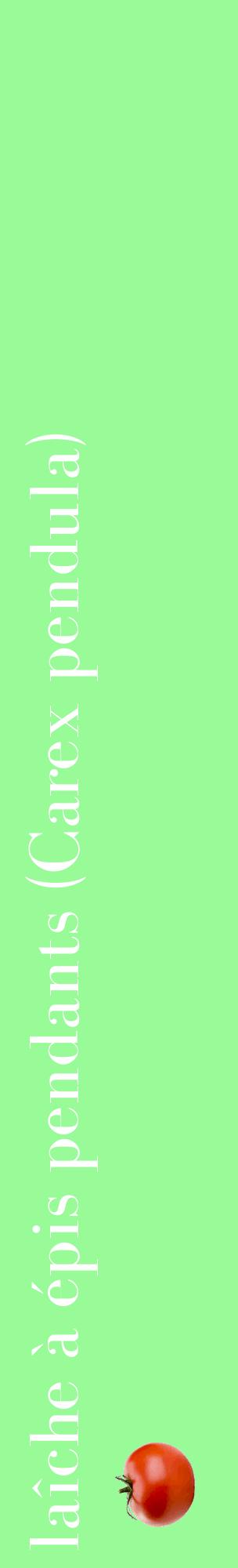 Étiquette de : Carex pendula - format c - style blanche14_basiquebod avec comestibilité simplifiée
