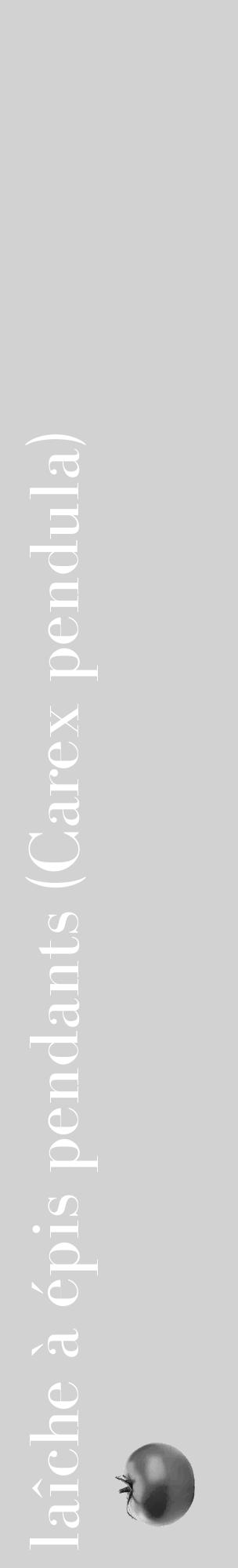 Étiquette de : Carex pendula - format c - style blanche14_basique_basiquebod avec comestibilité simplifiée - position verticale