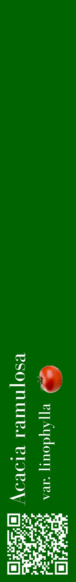 Étiquette de : Acacia ramulosa var. linophylla - format c - style blanche8_basiquebod avec qrcode et comestibilité simplifiée
