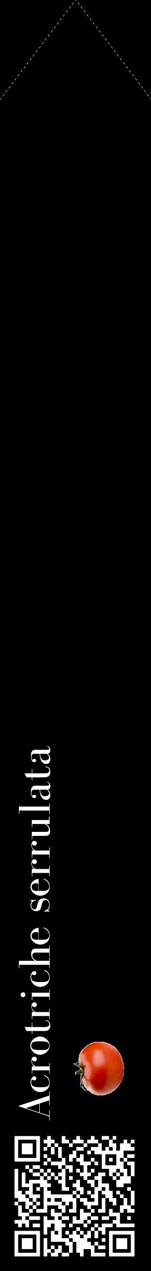 Étiquette de : Acrotriche serrulata - format c - style blanche59_simplebod avec qrcode et comestibilité simplifiée