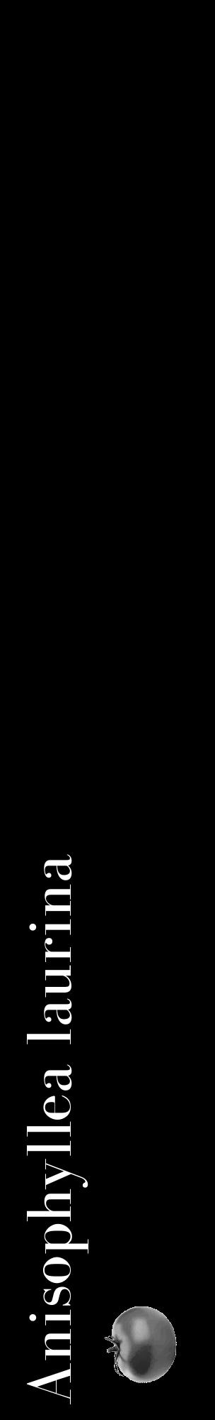 Étiquette de : Anisophyllea laurina - format c - style blanche59_basique_basiquebod avec comestibilité simplifiée - position verticale