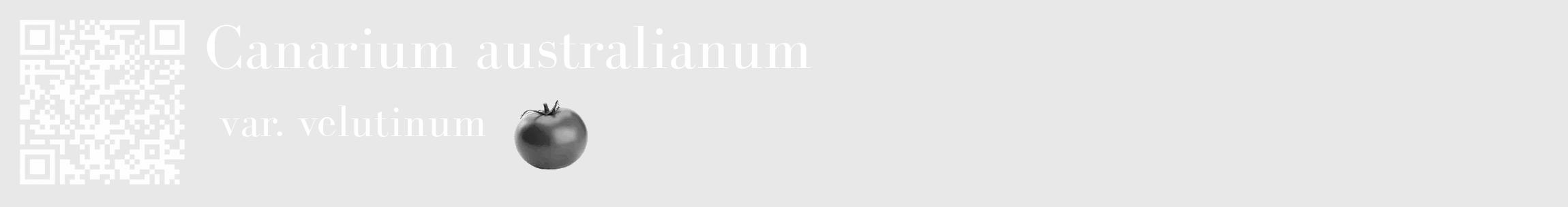 Étiquette de : Canarium australianum var. velutinum - format c - style blanche55_basique_basiquebod avec qrcode et comestibilité simplifiée
