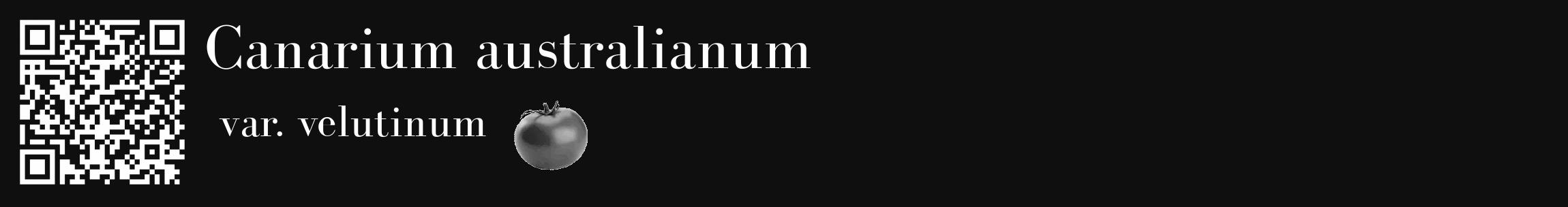 Étiquette de : Canarium australianum var. velutinum - format c - style blanche7_basique_basiquebod avec qrcode et comestibilité simplifiée