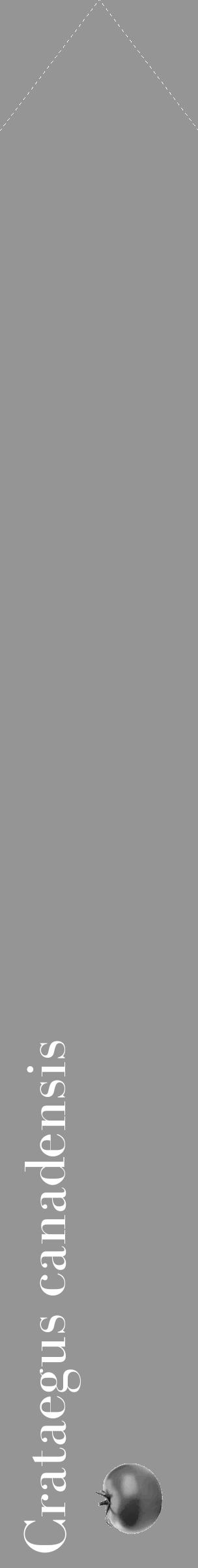 Étiquette de : Crataegus canadensis - format c - style blanche16_simple_simplebod avec comestibilité simplifiée - position verticale