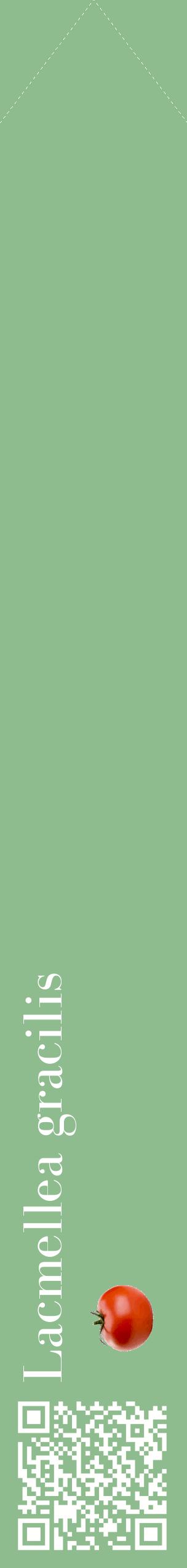 Étiquette de : Lacmellea gracilis - format c - style blanche13_simplebod avec qrcode et comestibilité simplifiée