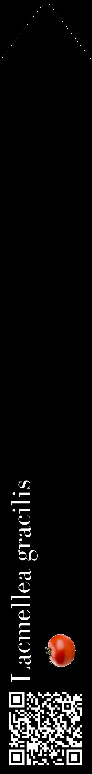 Étiquette de : Lacmellea gracilis - format c - style blanche59_simplebod avec qrcode et comestibilité simplifiée