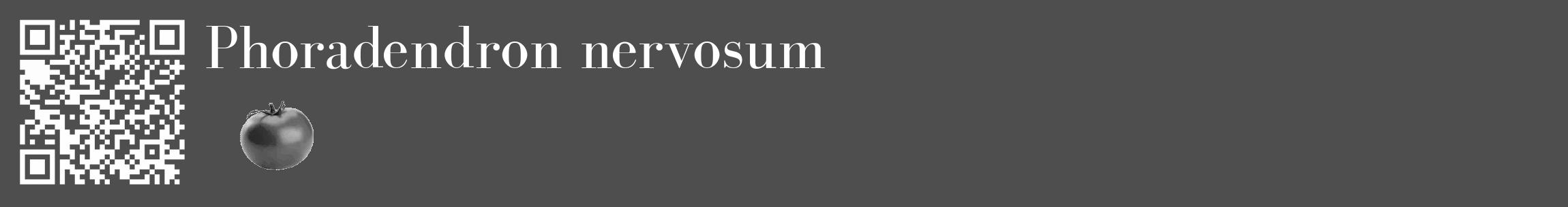 Étiquette de : Phoradendron nervosum - format c - style blanche33_basique_basiquebod avec qrcode et comestibilité simplifiée