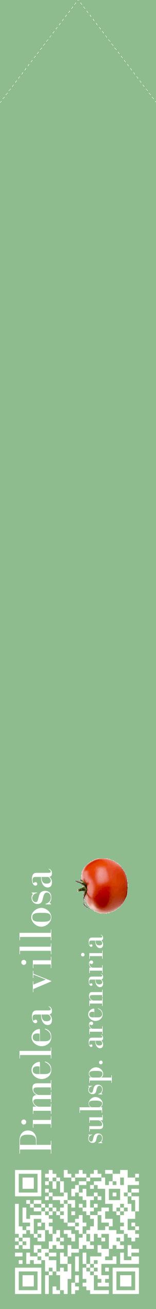 Étiquette de : Pimelea villosa subsp. arenaria - format c - style blanche13_simplebod avec qrcode et comestibilité simplifiée