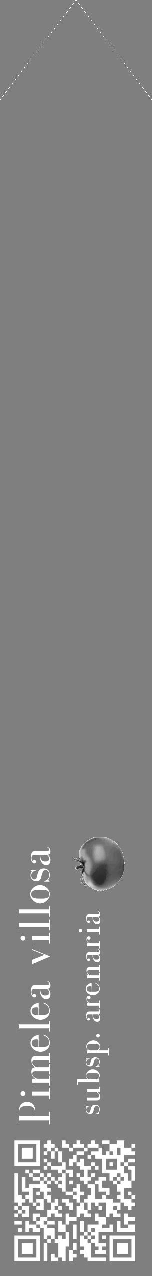 Étiquette de : Pimelea villosa subsp. arenaria - format c - style blanche57_simple_simplebod avec qrcode et comestibilité simplifiée - position verticale