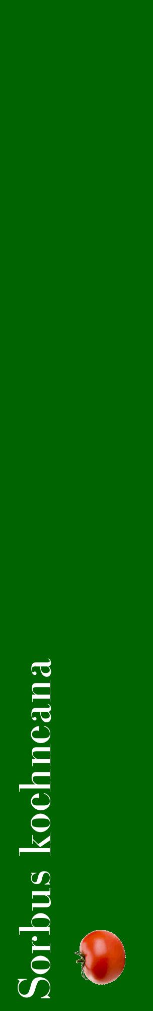 Étiquette de : Sorbus koehneana - format c - style blanche8_basiquebod avec comestibilité simplifiée