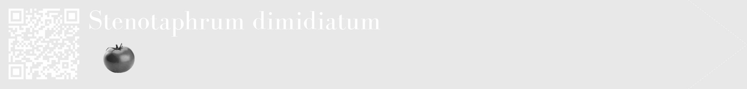 Étiquette de : Stenotaphrum dimidiatum - format c - style blanche55_simple_simplebod avec qrcode et comestibilité simplifiée