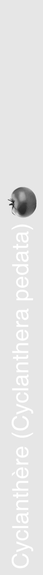 Étiquette de : Cyclanthera pedata - format a - style blanche18basiquehel avec comestibilité simplifiée - position verticale