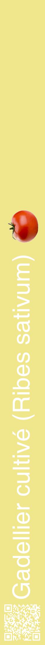 Étiquette de : Ribes sativum - format a - style blanche20hel avec qrcode et comestibilité simplifiée
