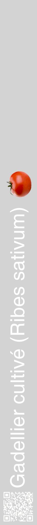 Étiquette de : Ribes sativum - format a - style blanche56hel avec qrcode et comestibilité simplifiée