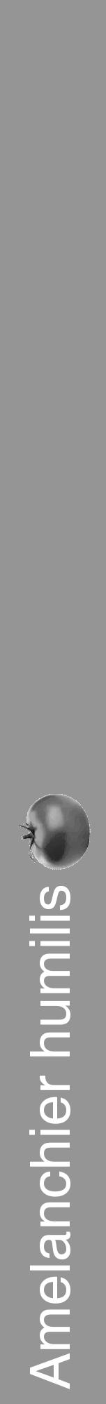 Étiquette de : Amelanchier humilis - format a - style blanche16hel avec comestibilité simplifiée - position verticale