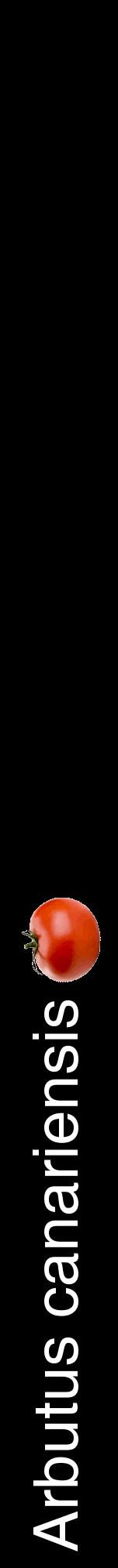 Étiquette de : Arbutus canariensis - format a - style blanche59hel avec comestibilité simplifiée