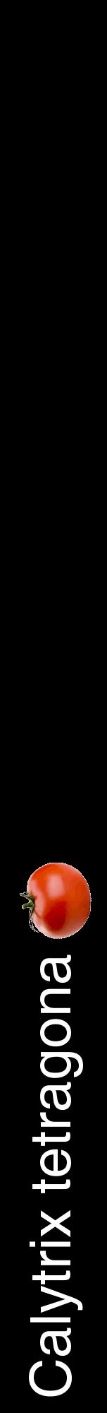 Étiquette de : Calytrix tetragona - format a - style blanche59hel avec comestibilité simplifiée