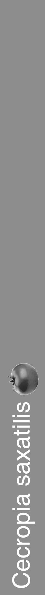 Étiquette de : Cecropia saxatilis - format a - style blanche2hel avec comestibilité simplifiée - position verticale