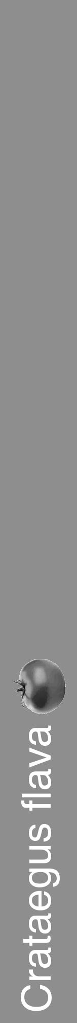 Étiquette de : Crataegus flava - format a - style blanche25hel avec comestibilité simplifiée - position verticale