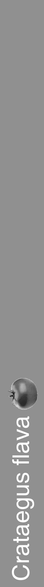 Étiquette de : Crataegus flava - format a - style blanche4hel avec comestibilité simplifiée - position verticale