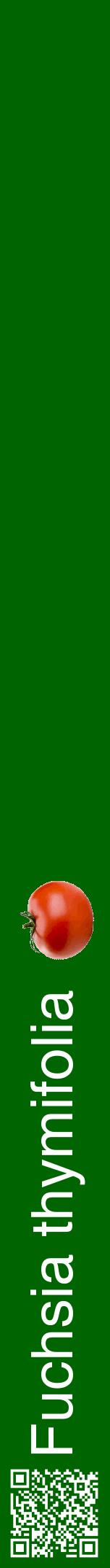 Étiquette de : Fuchsia thymifolia - format a - style blanche8hel avec qrcode et comestibilité simplifiée