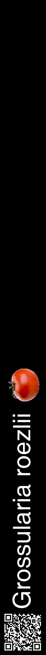 Étiquette de : Grossularia roezlii - format a - style blanche59hel avec qrcode et comestibilité simplifiée