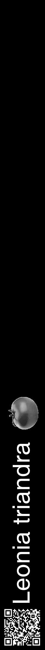 Étiquette de : Leonia triandra - format a - style blanche59hel avec qrcode et comestibilité simplifiée - position verticale