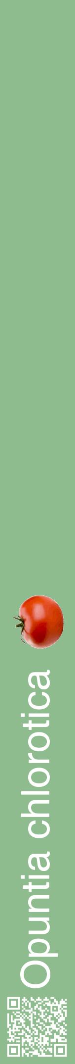 Étiquette de : Opuntia chlorotica - format a - style blanche13hel avec qrcode et comestibilité simplifiée