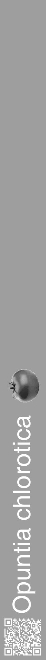 Étiquette de : Opuntia chlorotica - format a - style blanche23hel avec qrcode et comestibilité simplifiée - position verticale